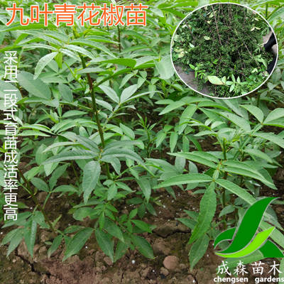 九叶青花椒苗|青花椒|藤椒苗|四川花椒苗