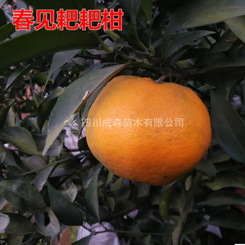 春见 耙耙柑 嫁接春见耙耙柑树苗 柑桔苗