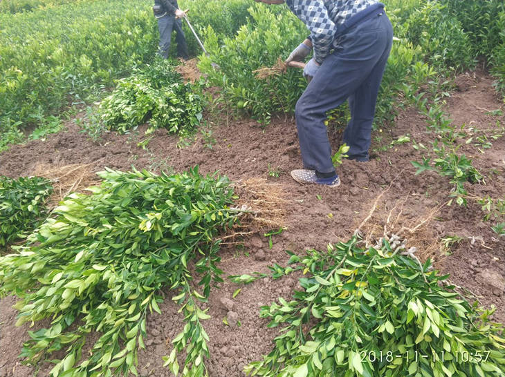 柑橘苗基地