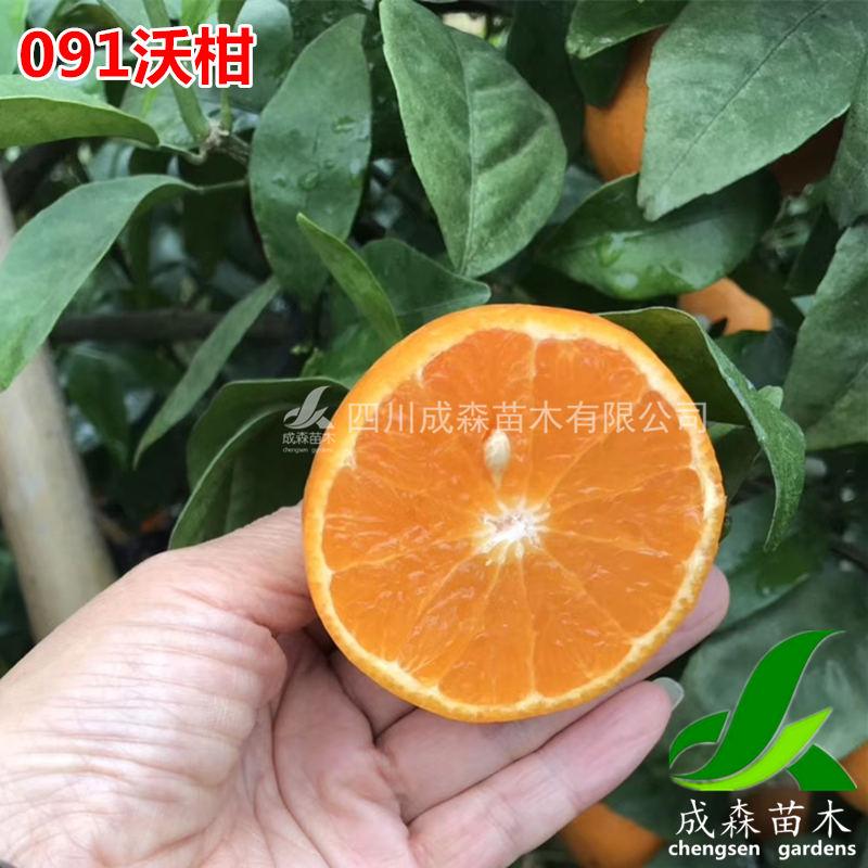 无核沃柑 091沃柑 少核沃柑