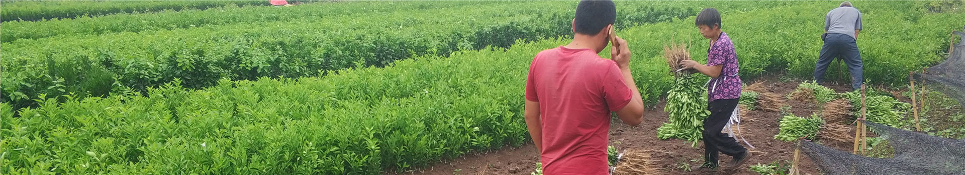 成森苗木起苗现场