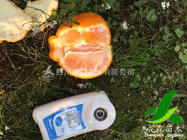 为什么丑柑四川种植品质好