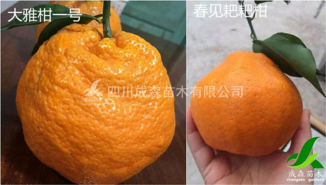大雅柑一号