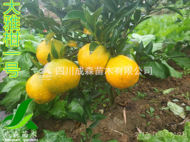 大雅柑