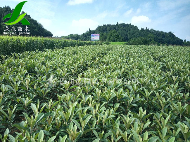 枇杷苗木基地