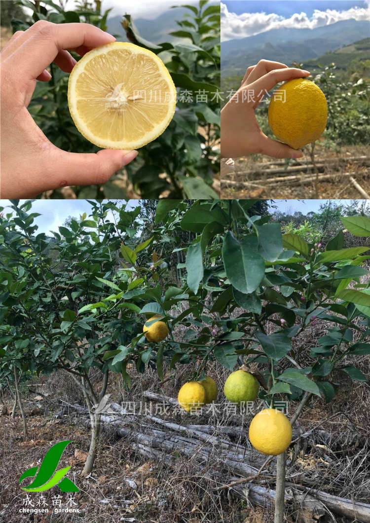 柠檬树种植几年结果