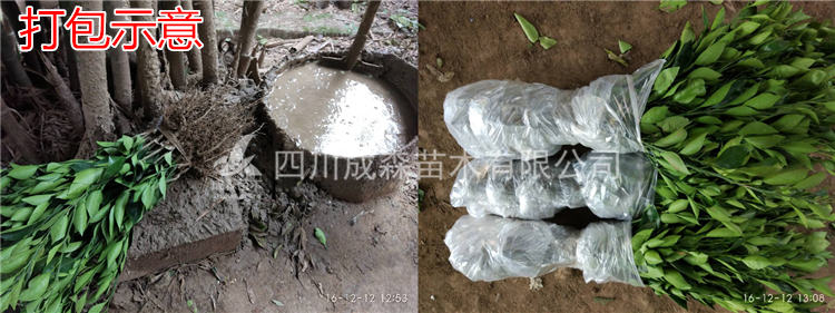 血橙苗基地