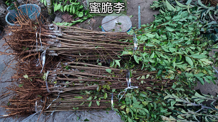 清泉脆蜜李